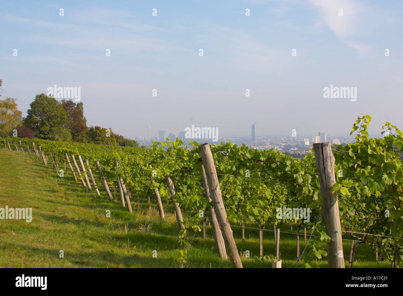 vineyard with view over Vienna Stock Photo