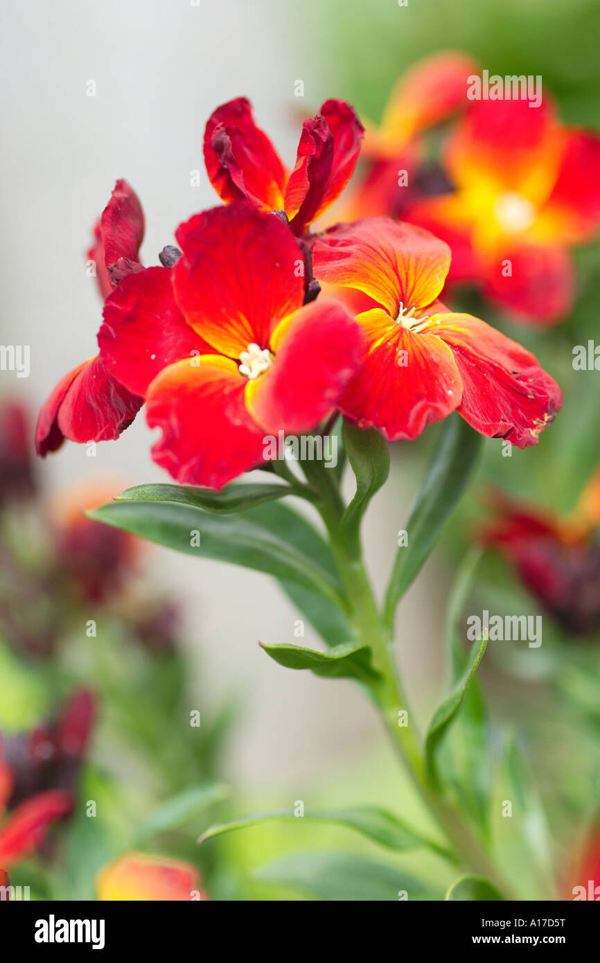 Wallflower garden hi-res stock photography and images - Alamy