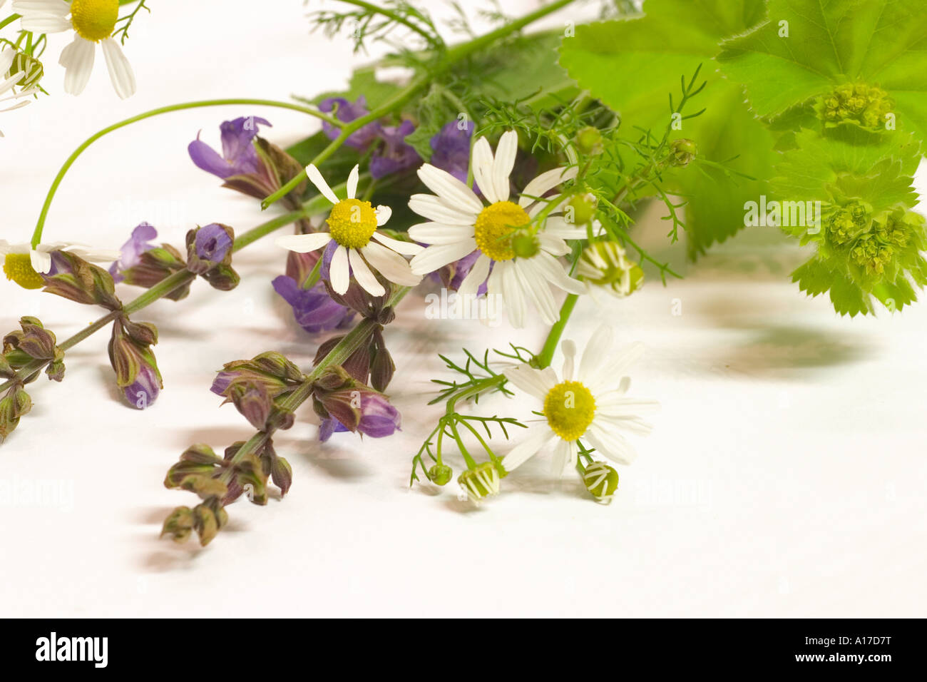 Homeopathy ladys mantle hi-res stock photography and images - Alamy