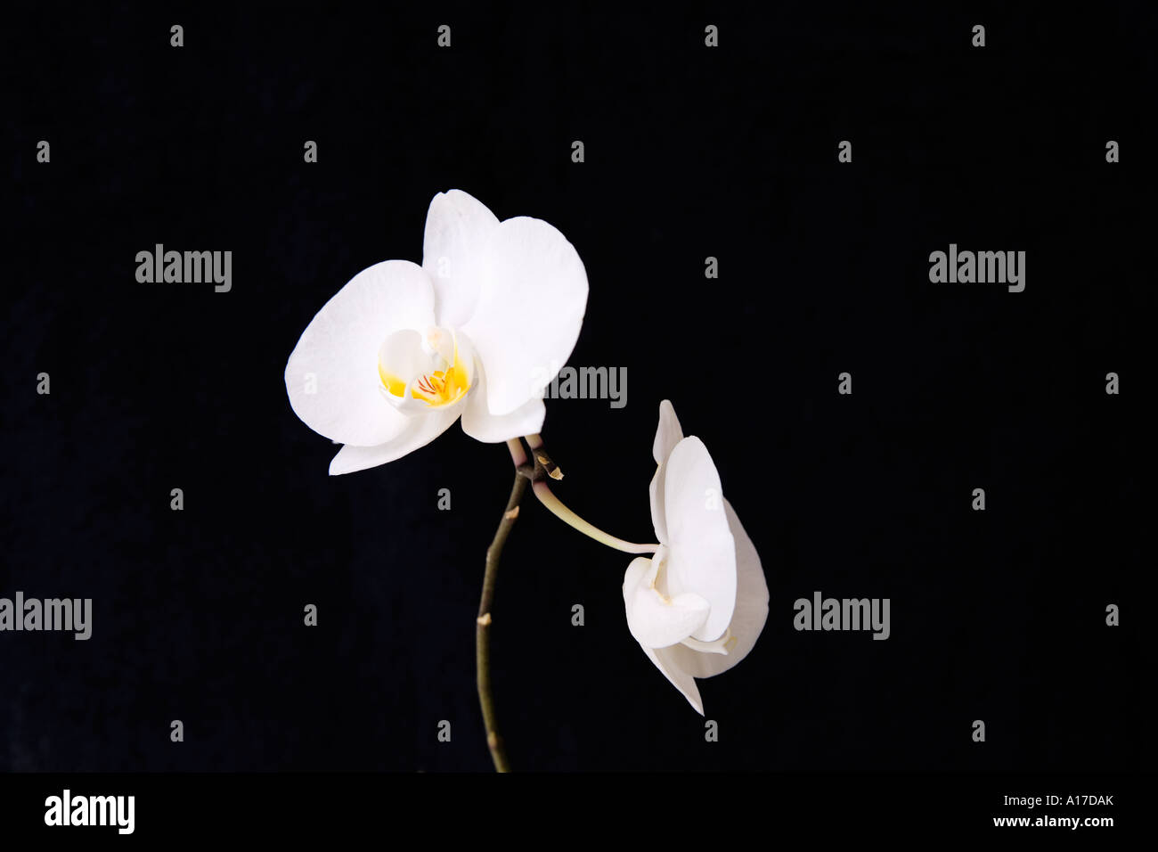 Delicate white orchid on black background Stock Photo