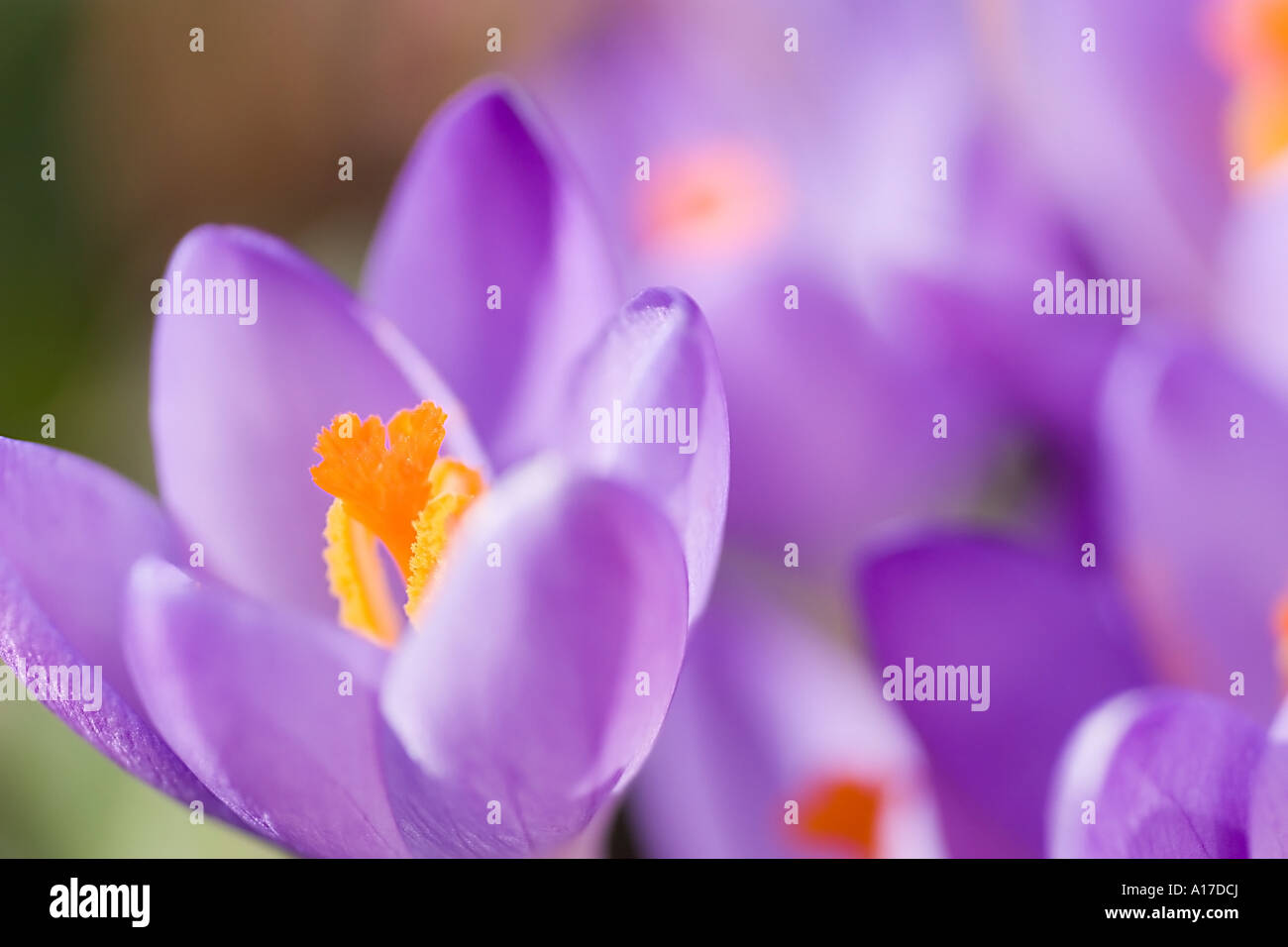 herald of spring Stock Photo - Alamy