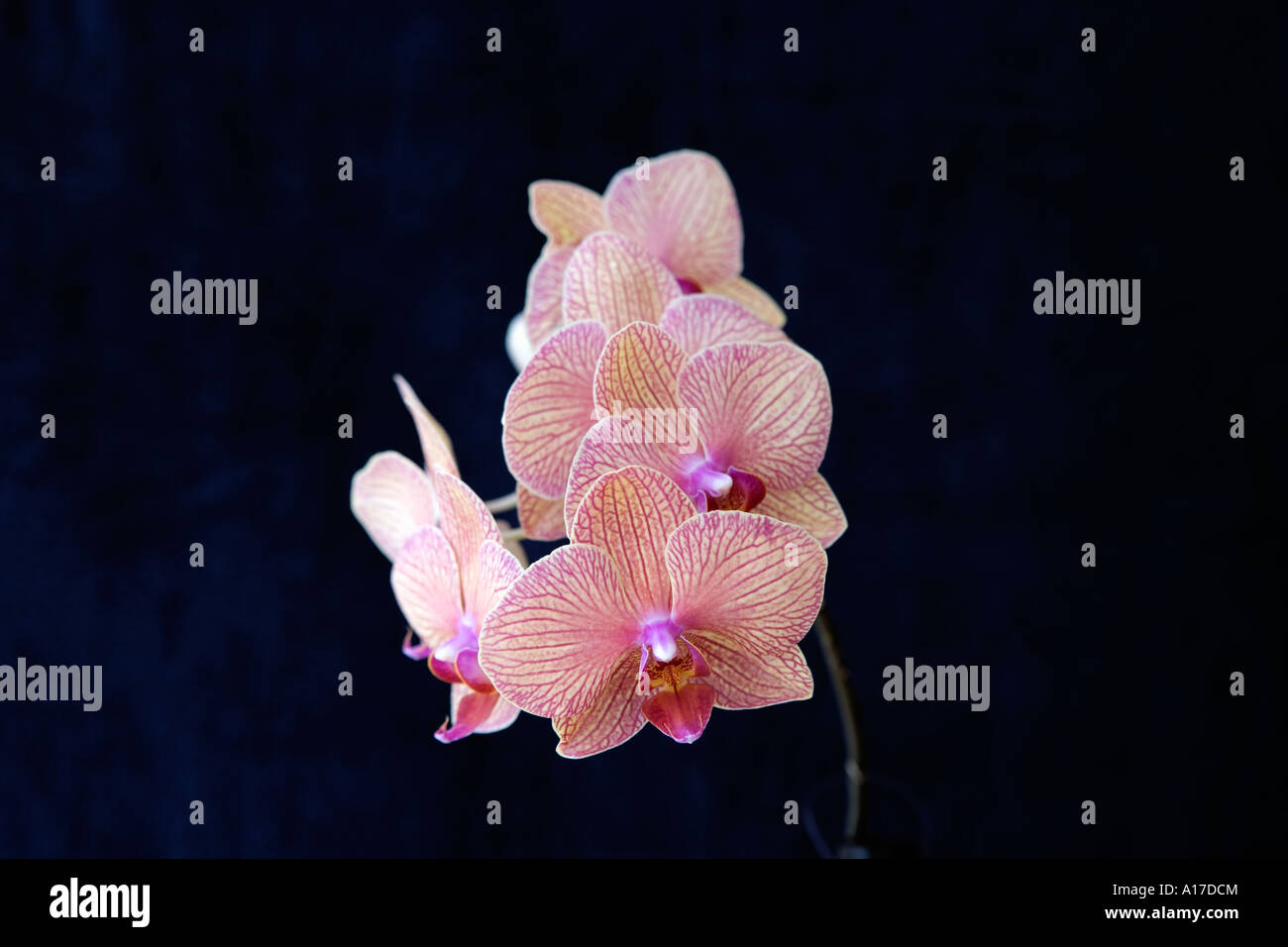 Delicate orchid on black background Stock Photo