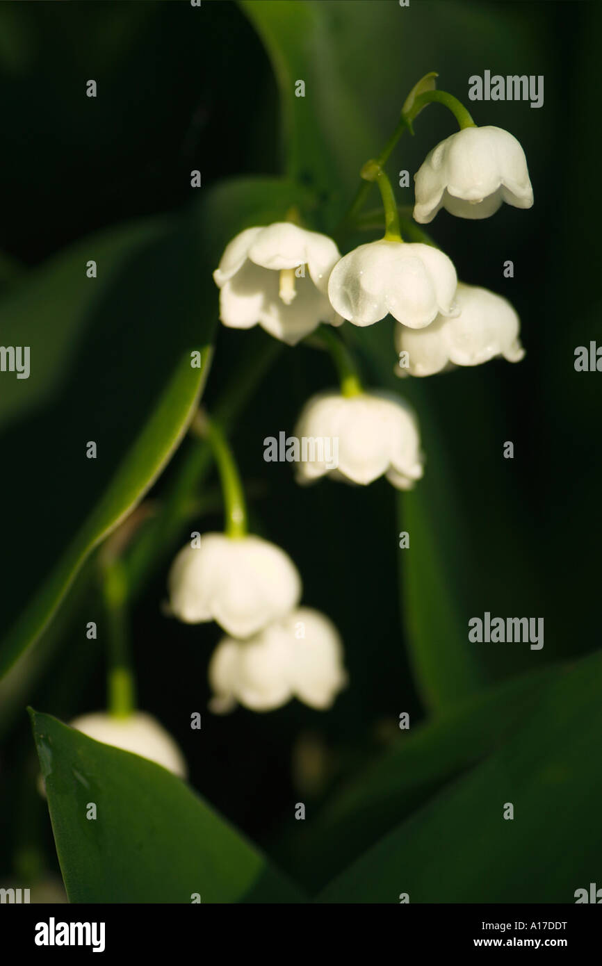 lily of the valley Stock Photo