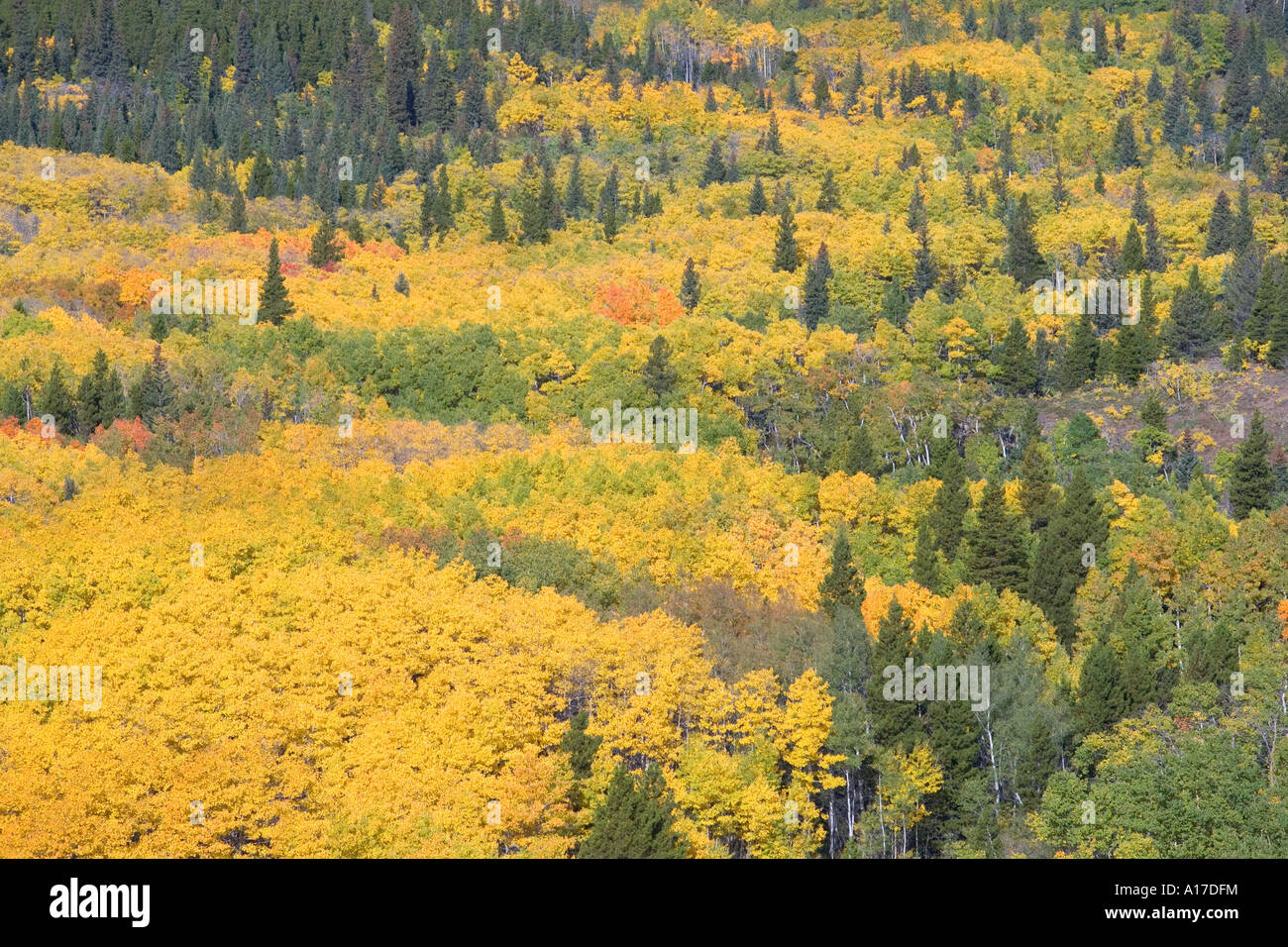 Fall colors with aspen trees in Northern Colorado Stock Photo