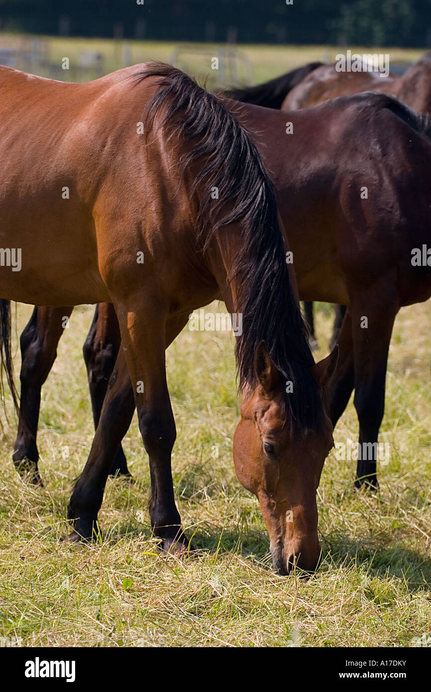 Warm blooded horses Stock Photo Alamy