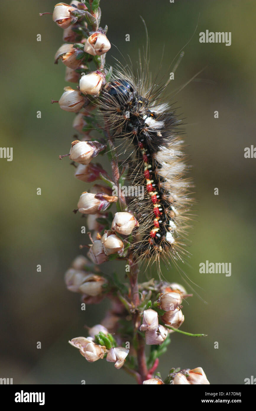 caterpillar of a noctuidae Stock Photo - Alamy