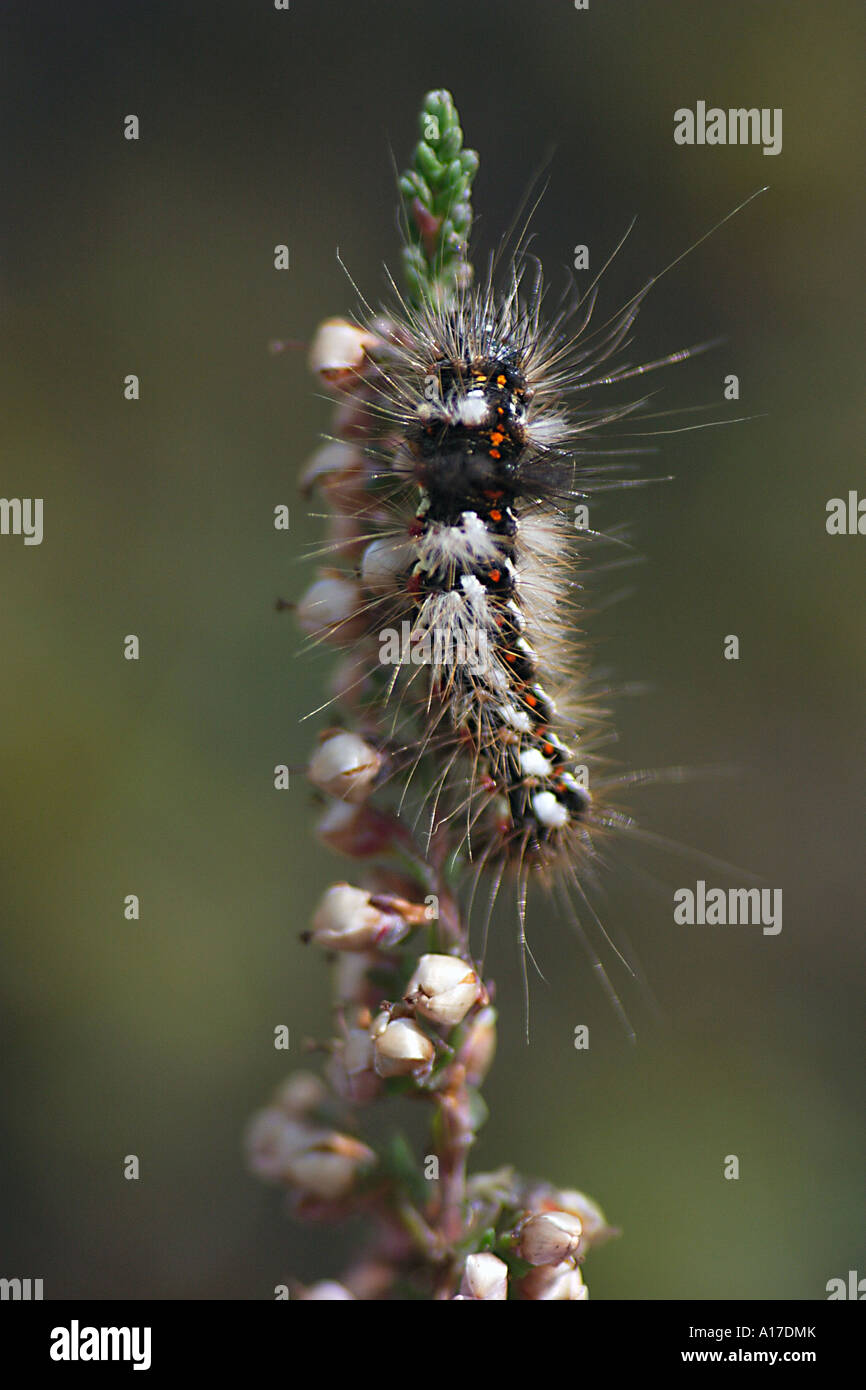 caterpillar of a noctuidae Stock Photo - Alamy