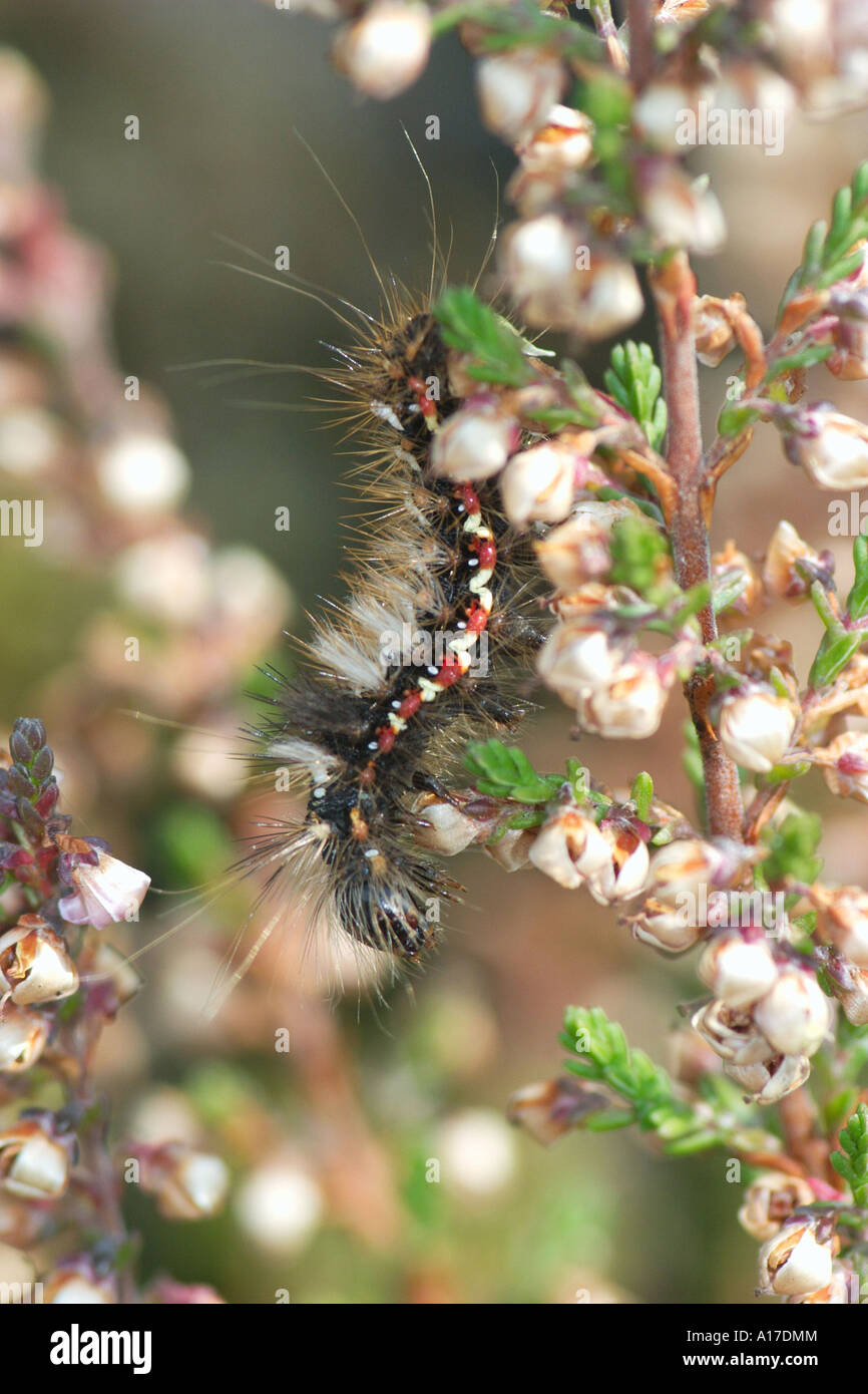 caterpillar of a noctuidae Stock Photo - Alamy