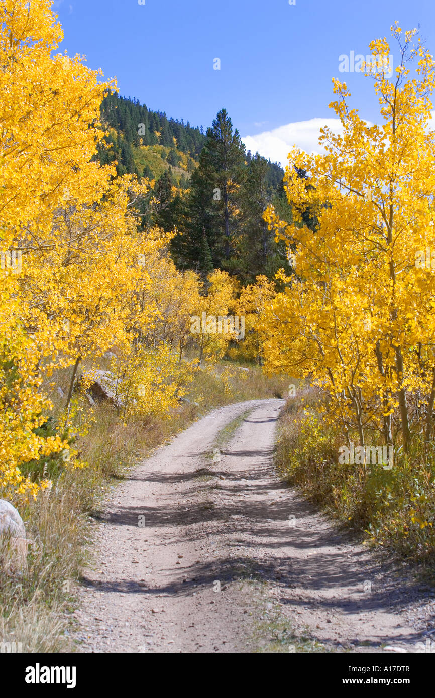 Road and aspen trees with Autumn colors in Northern Colorado Stock Photo