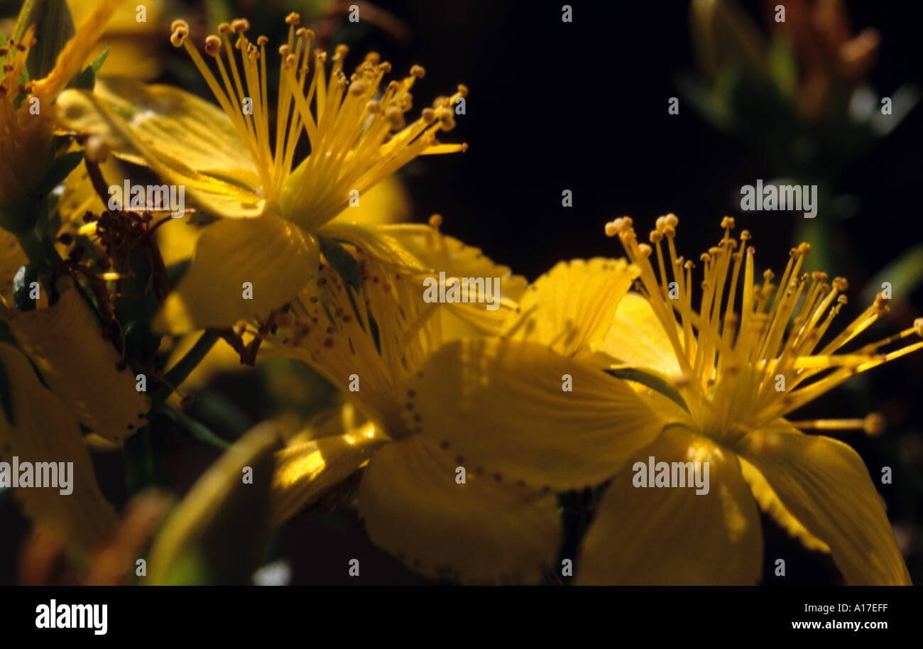 Perforate St Johns Wort Stock Photo - Alamy