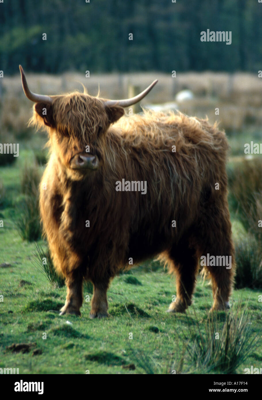 Highland cows glencoe hi-res stock photography and images - Alamy