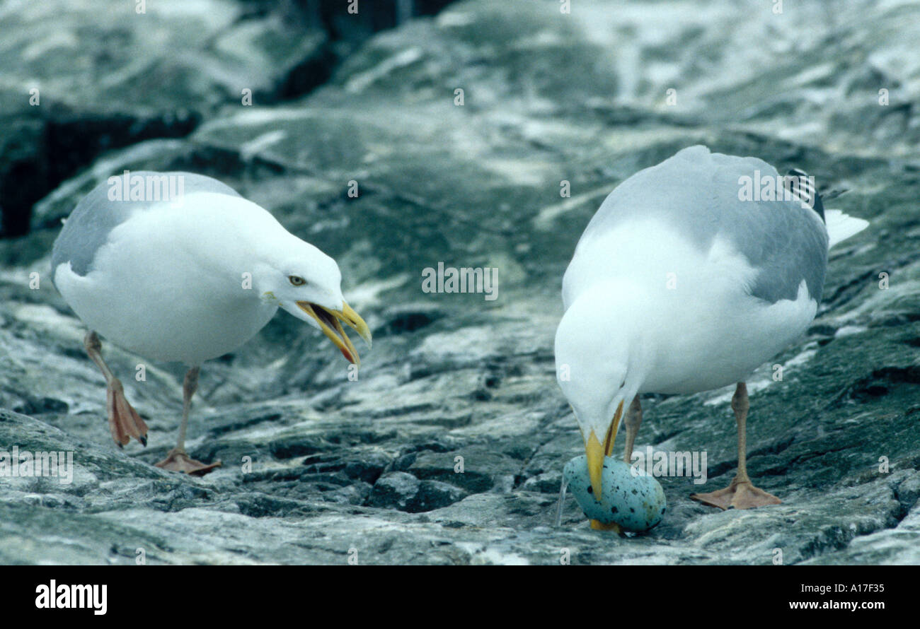 Herring Gull eating egg first picture from 3 Stock Photo Alamy
