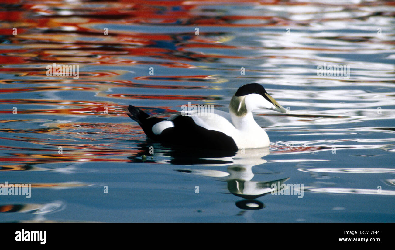 Eider in harbour with reflexion of a fisherboat Stock Photo