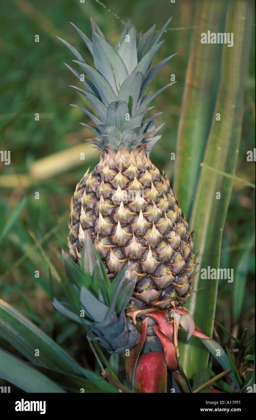 Growing pineapple plantation Costa Rica Stock Photo Alamy