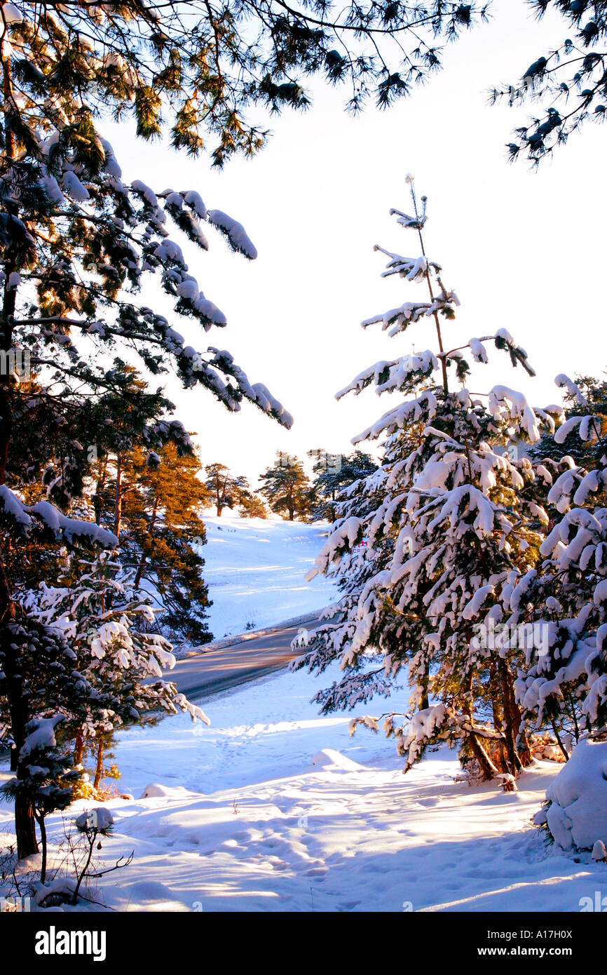 A frozen forest in Brasov, Transylvania, Romania. Stock Photo