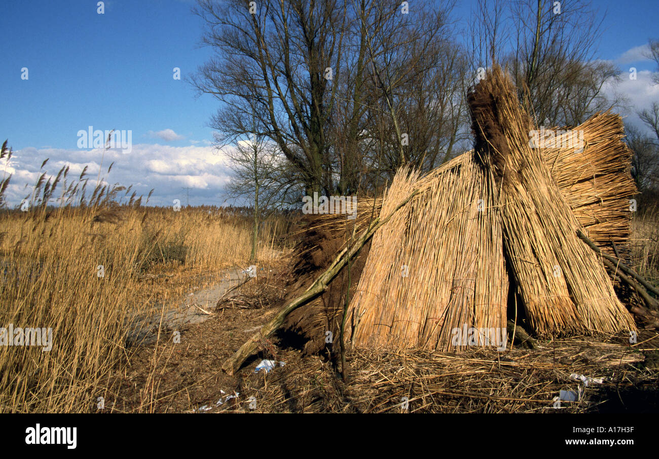 Piled up bundles sheaves of reed on the bank of the river Nieuwe ...