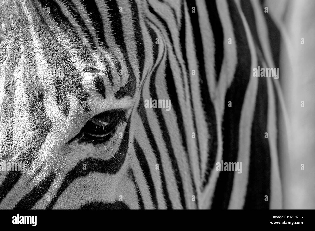 The detail of a Zebra's pattern. Stock Photo