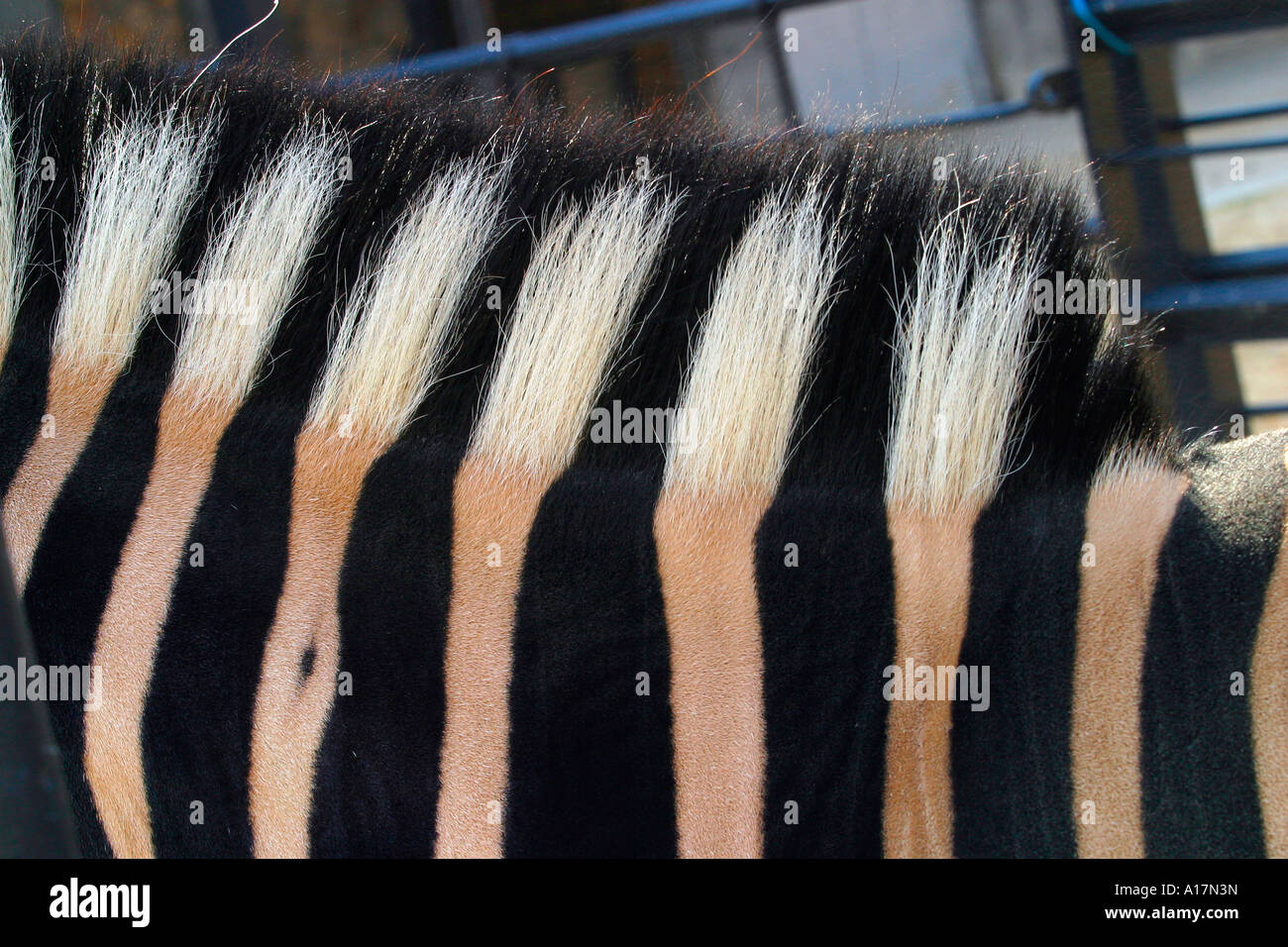 The detail of a Zebra's pattern. Stock Photo