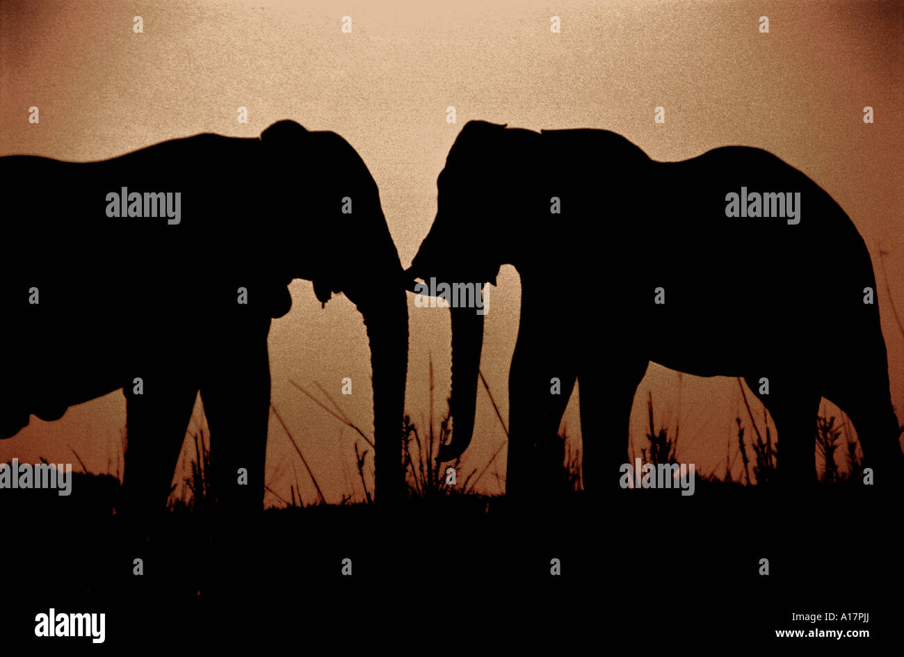 Wild Elephants play on the banks of the Chobe river in Botsuwana,Africa Stock Photo