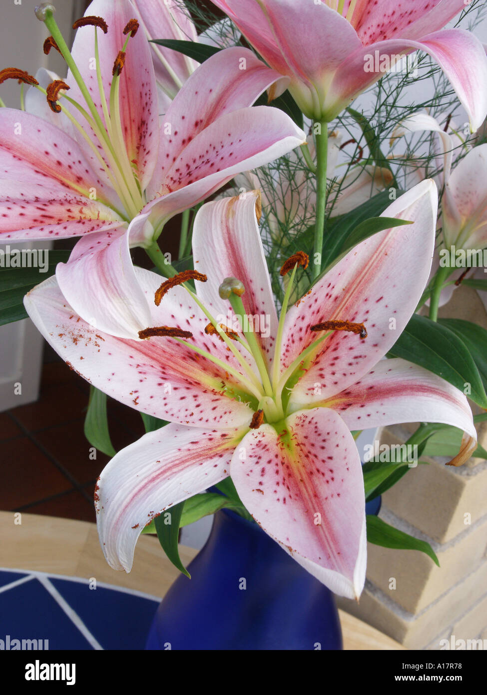 A delicately coloured pink specimen of the flower genus Lilium Lily