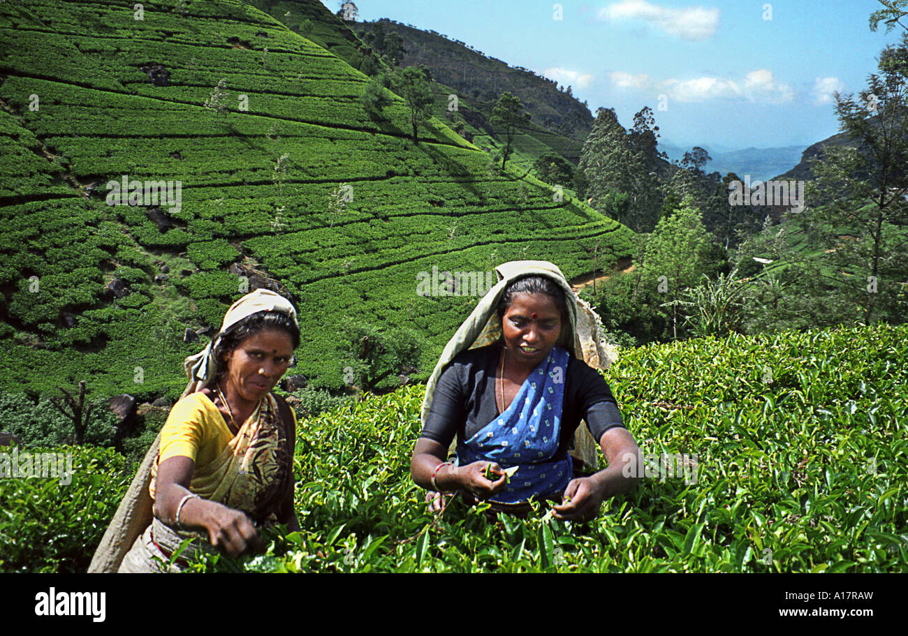 Picking up the tea leaves in the big tea plantations of Sri Lanka. Ceylon tea is world famous and it ranks as one of the best! Stock Photo