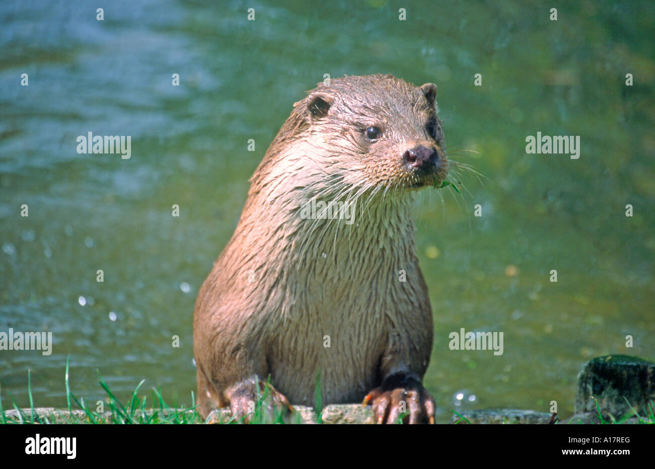 Mammal lutra lutra uk norfolk hi-res stock photography and images - Alamy