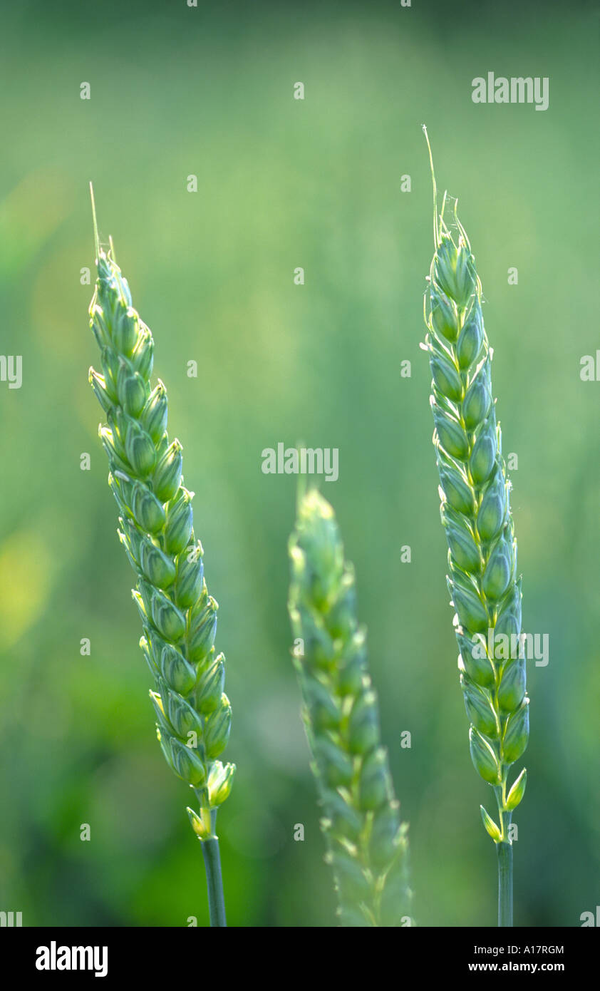 Unripe contrast hi-res stock photography and images - Alamy