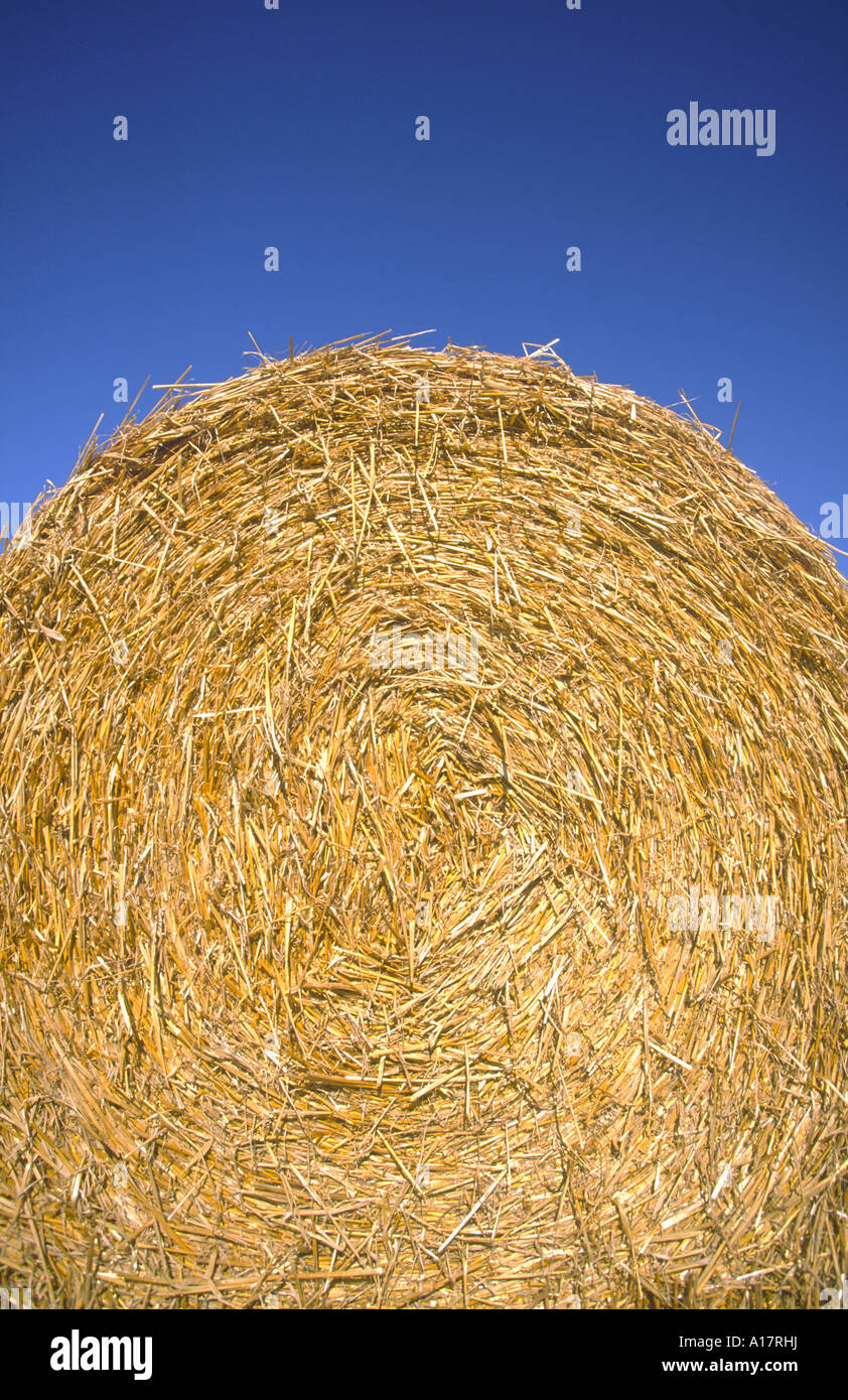Close up of Circular Straw Bale UK Norfolk Stock Photo