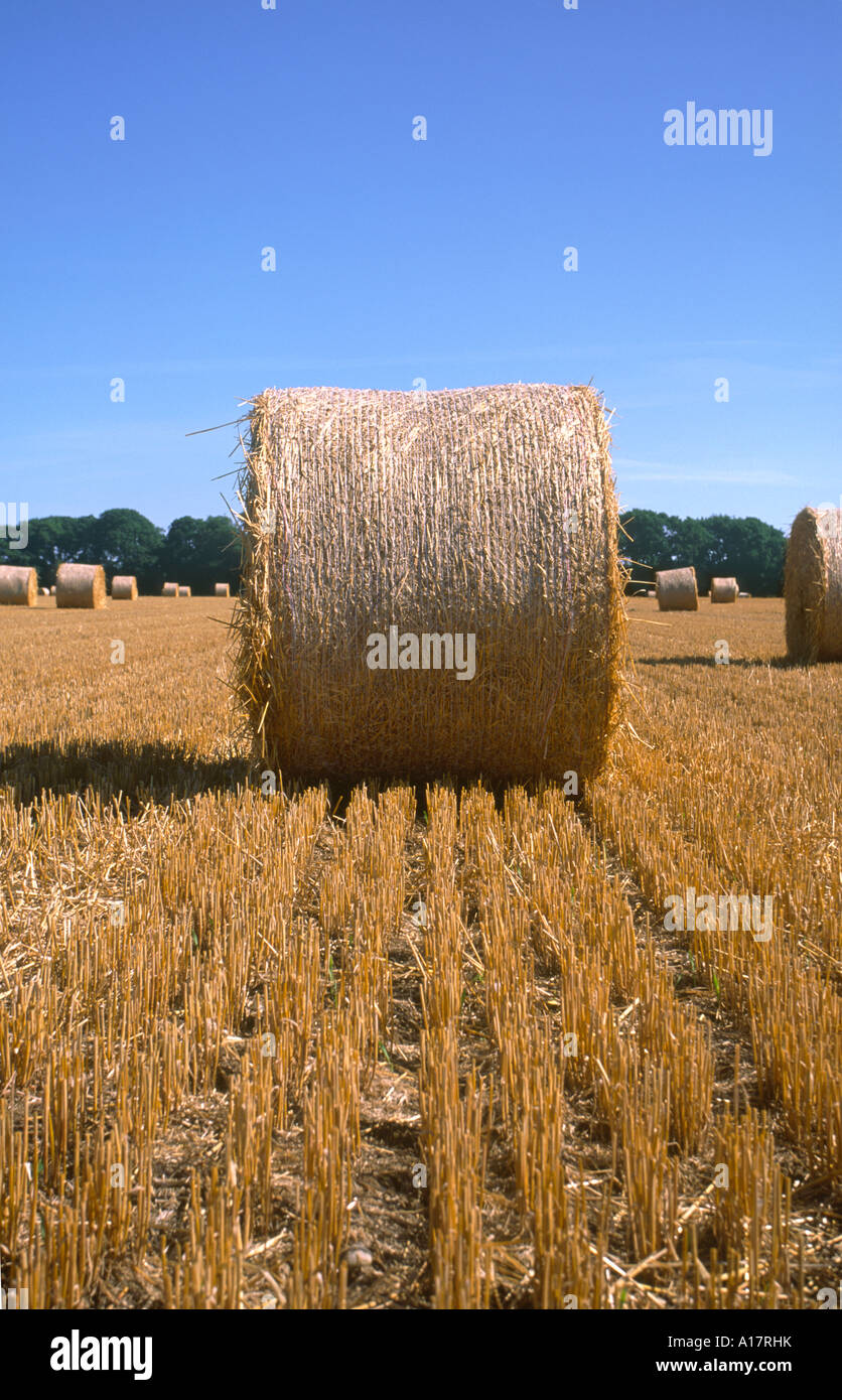 Circular Straw Bales in Field UK Norfolk Stock Photo