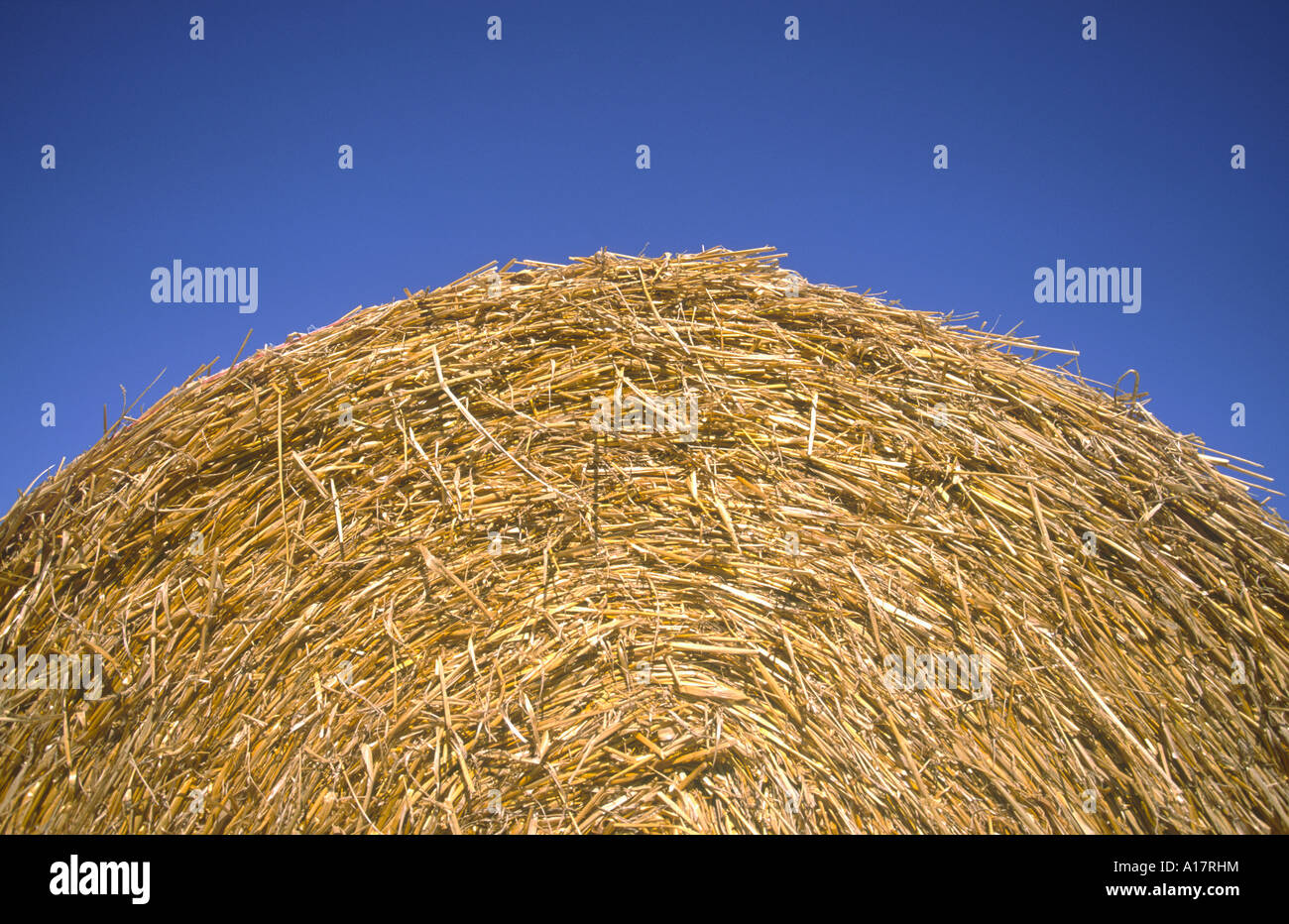 Close up of Single Circular Straw Bale UK Norfolk Stock Photo