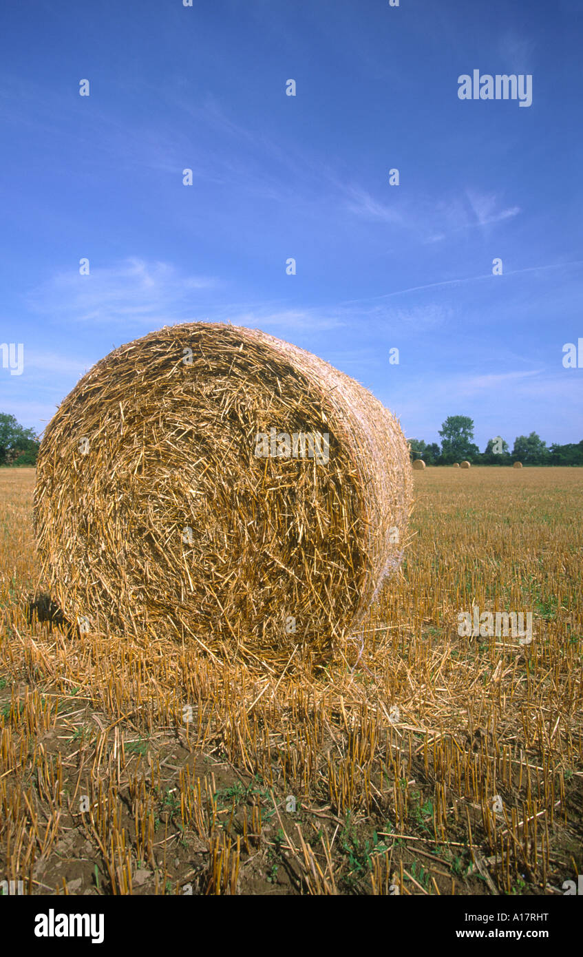 Single Circular Straw Bale in Field  UK Norfolk Stock Photo