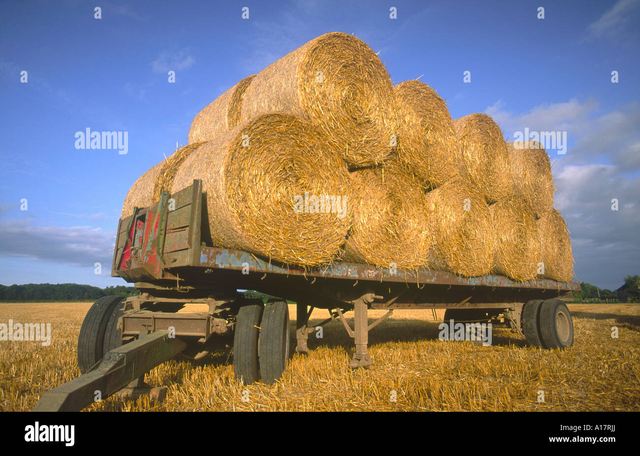 Circular Straw Bales on Farm Trailer UK Norfolk Stock Photo