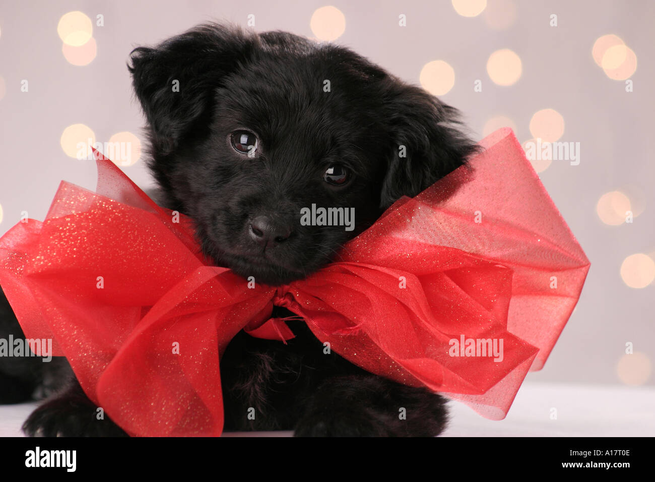 Holiday Puppy with Red Bow Stock Photo - Alamy