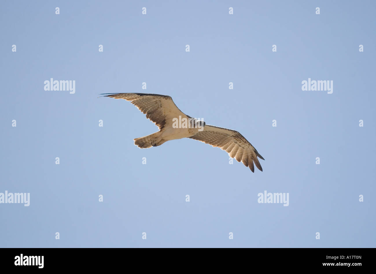 Soaring Osprey in Blue Sky Egypt El Quesir Stock Photo - Alamy