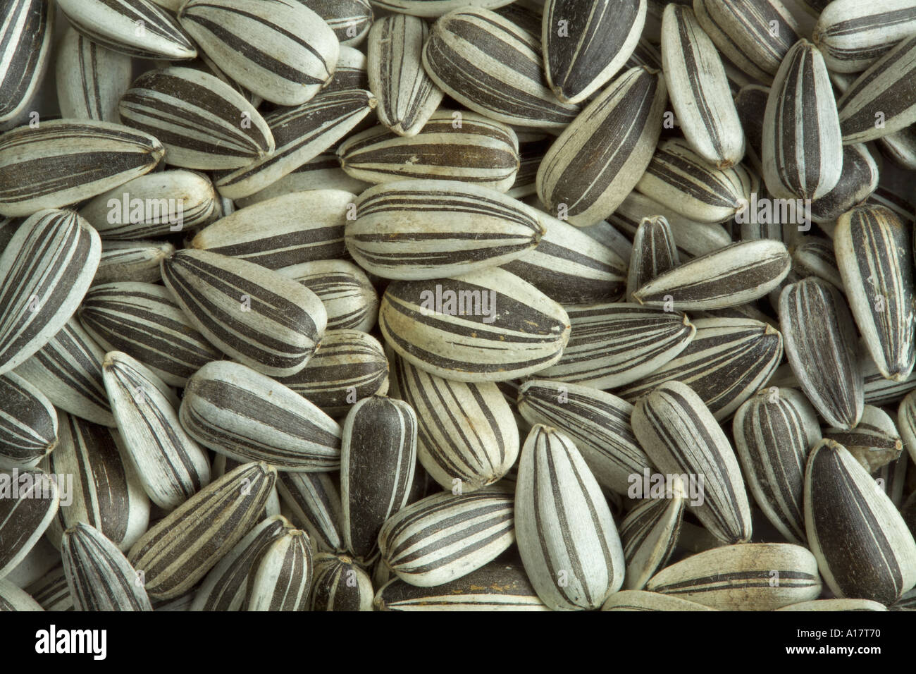 Sunflower seeds texture background hi-res stock photography and images ...