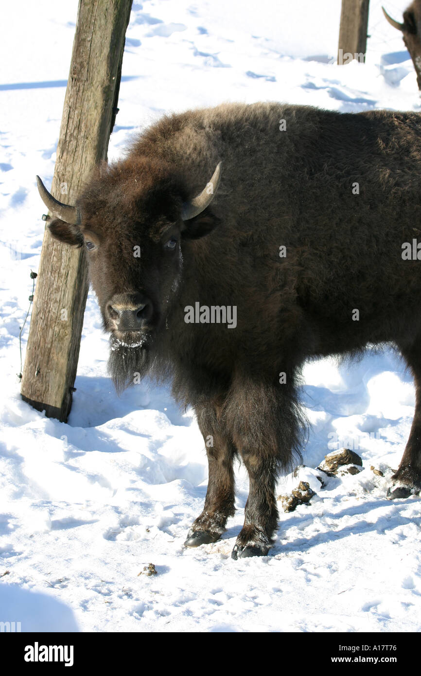 American bison west hi-res stock photography and images - Alamy