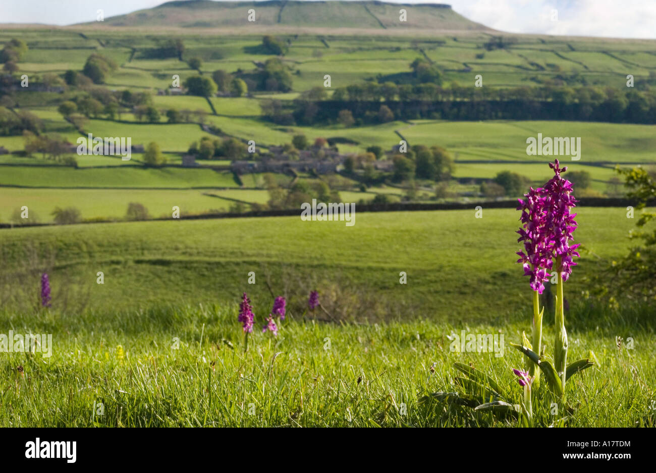 Early Purple Orchid (Orchis mascula) flowering in meadow habitat PenY