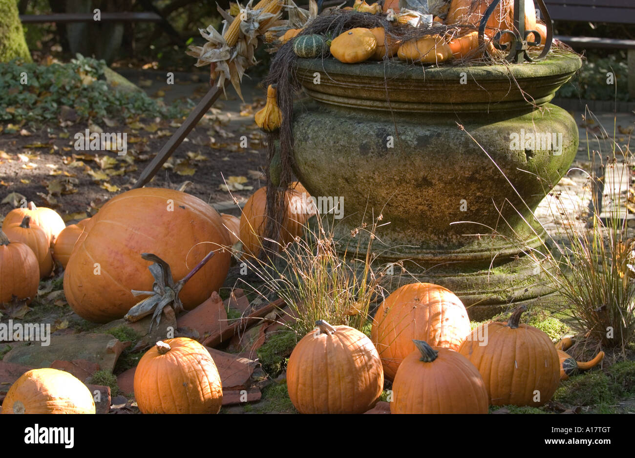 Display of pumpkins in autumn, Germany Stock Photo