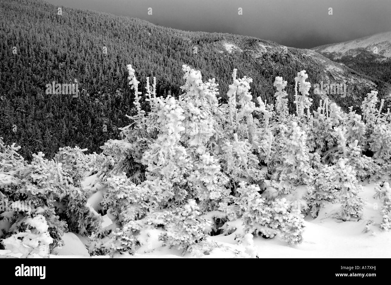 Trees covered in fresh snow after a blizzard in Gaspesie Quebec Stock Photo