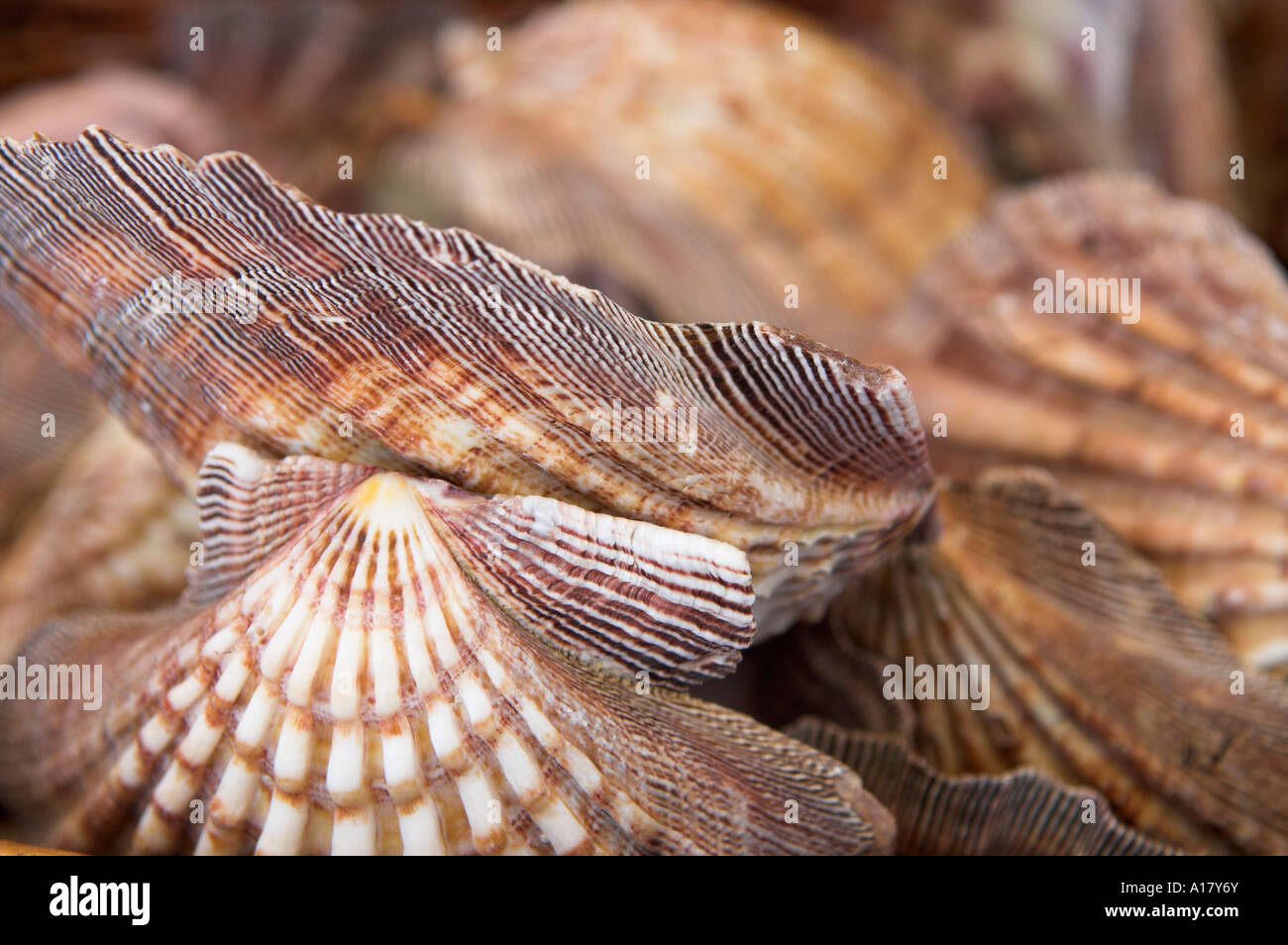 Sea shells on display in shop as tourist souvenirs Stock Photo