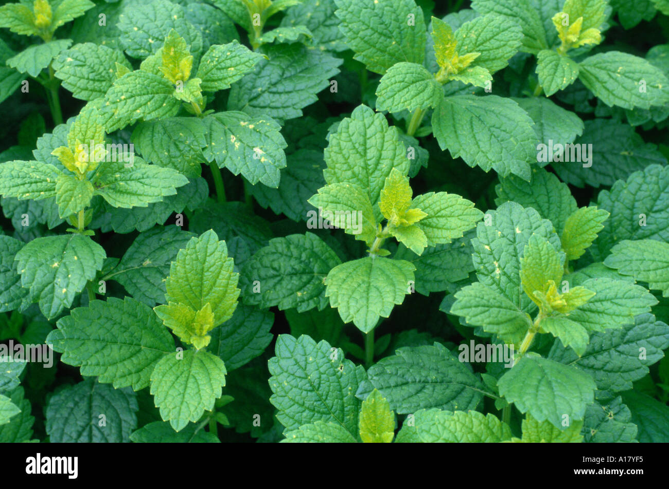 lemon balm, garden balm (Melissa officinalis), leaves. Stock Photo