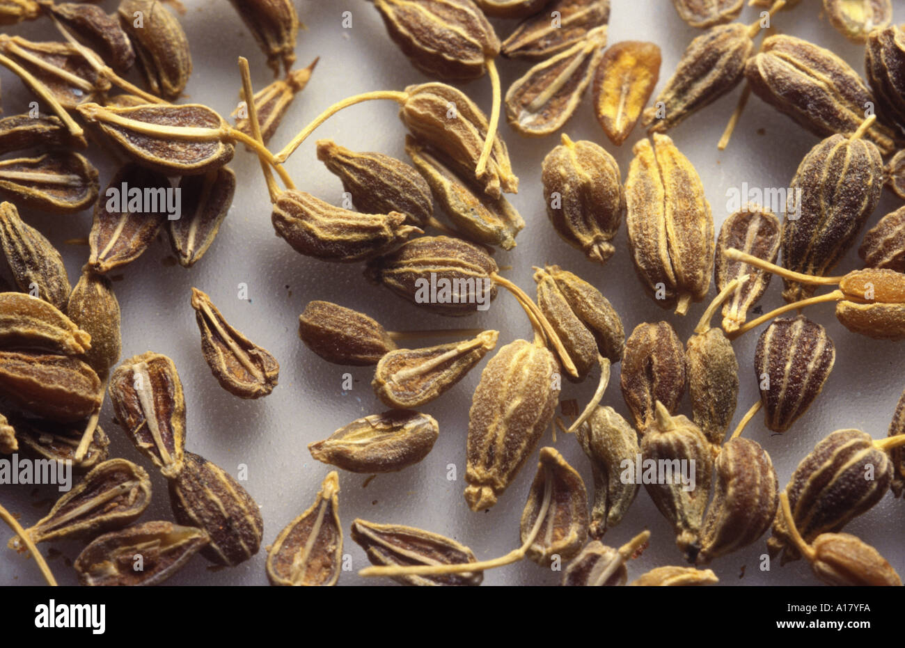 anise (Pimpinella anisum), seeds. Stock Photo