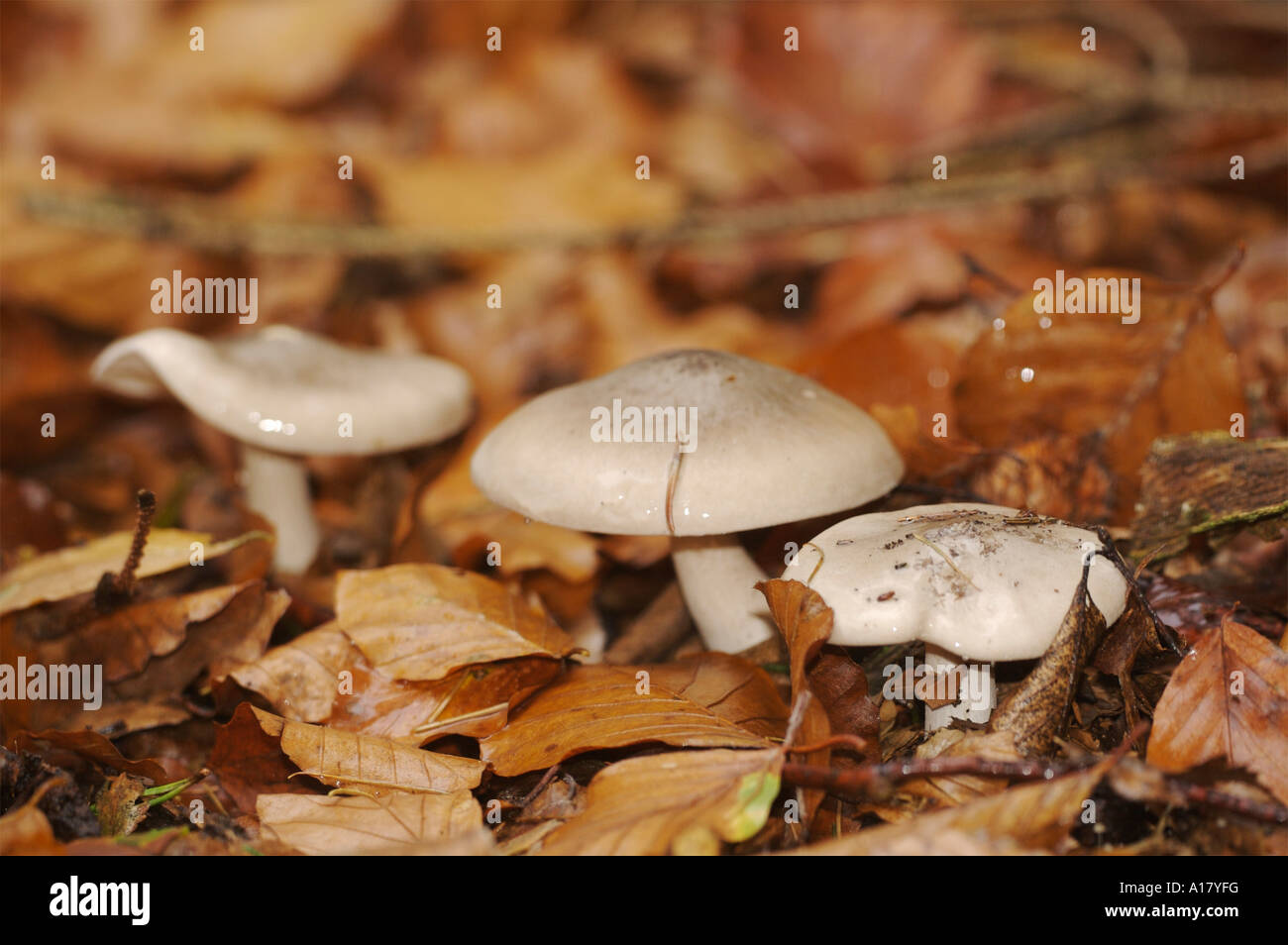 Pilze funghi mushroom Stock Photo