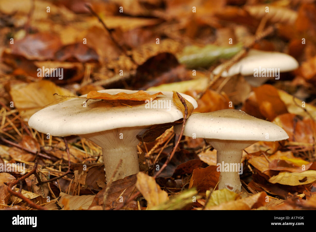 Pilze funghi Mushroom Stock Photo