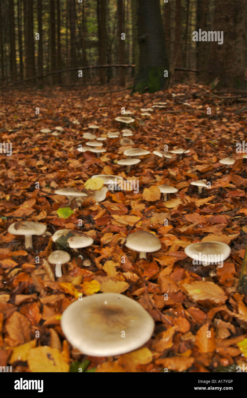Pilze Funghi Mushroom Trichterling Stock Photo