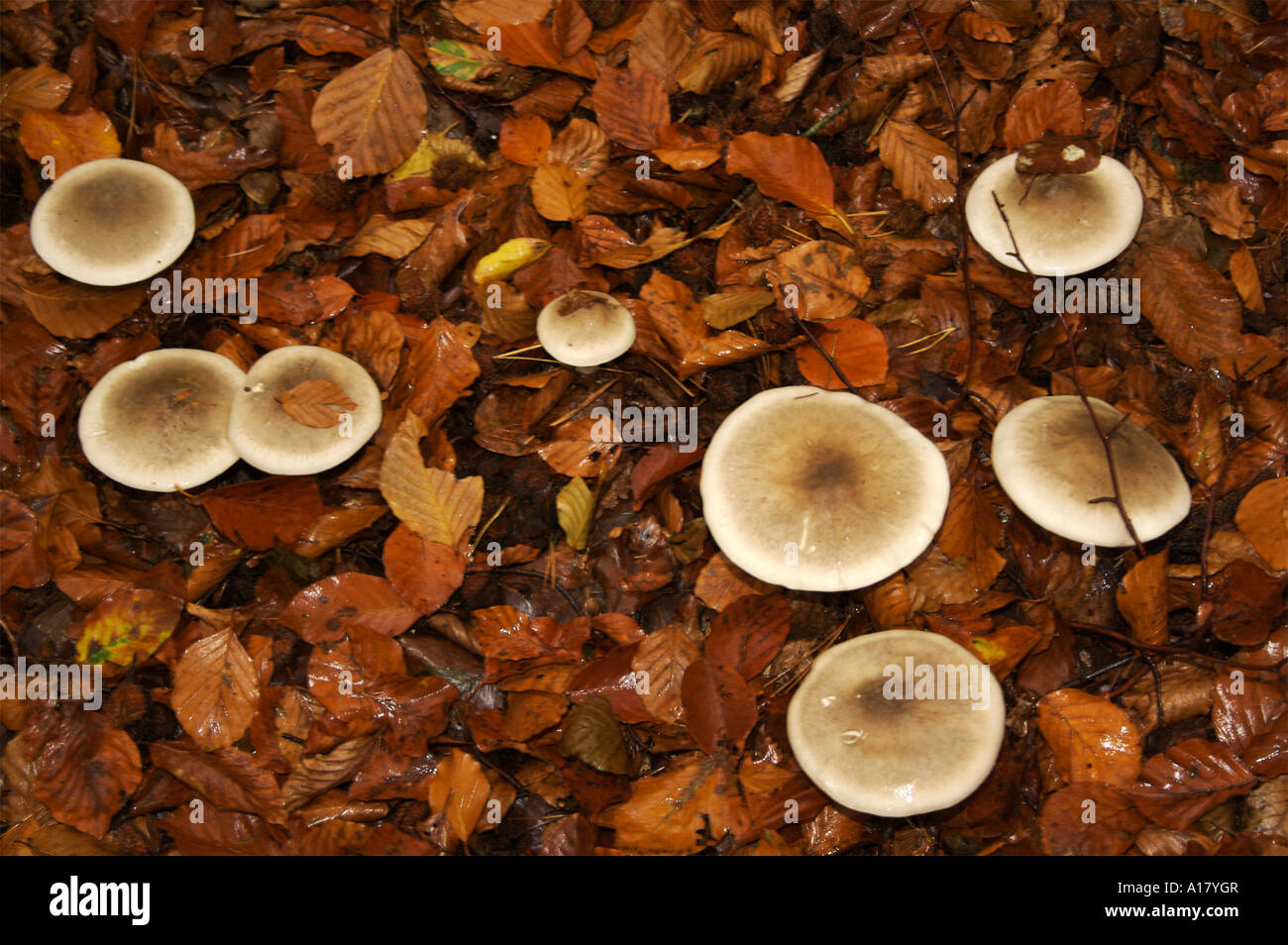Pilze Funghi Mushroom Stock Photo