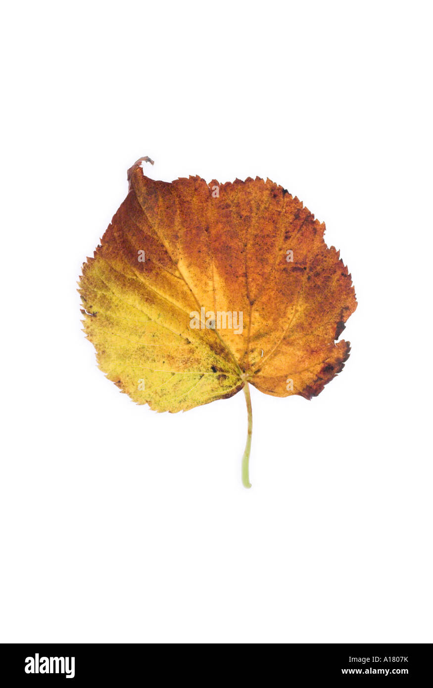 vertical portrait photo of a golden brown small leaved lime leaf in its autumn colours against a bright white background Stock Photo