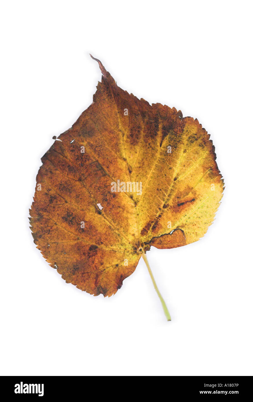 vertical portrait photo of a golden brown small leaved lime leaf in its autumn colours against a bright white background Stock Photo