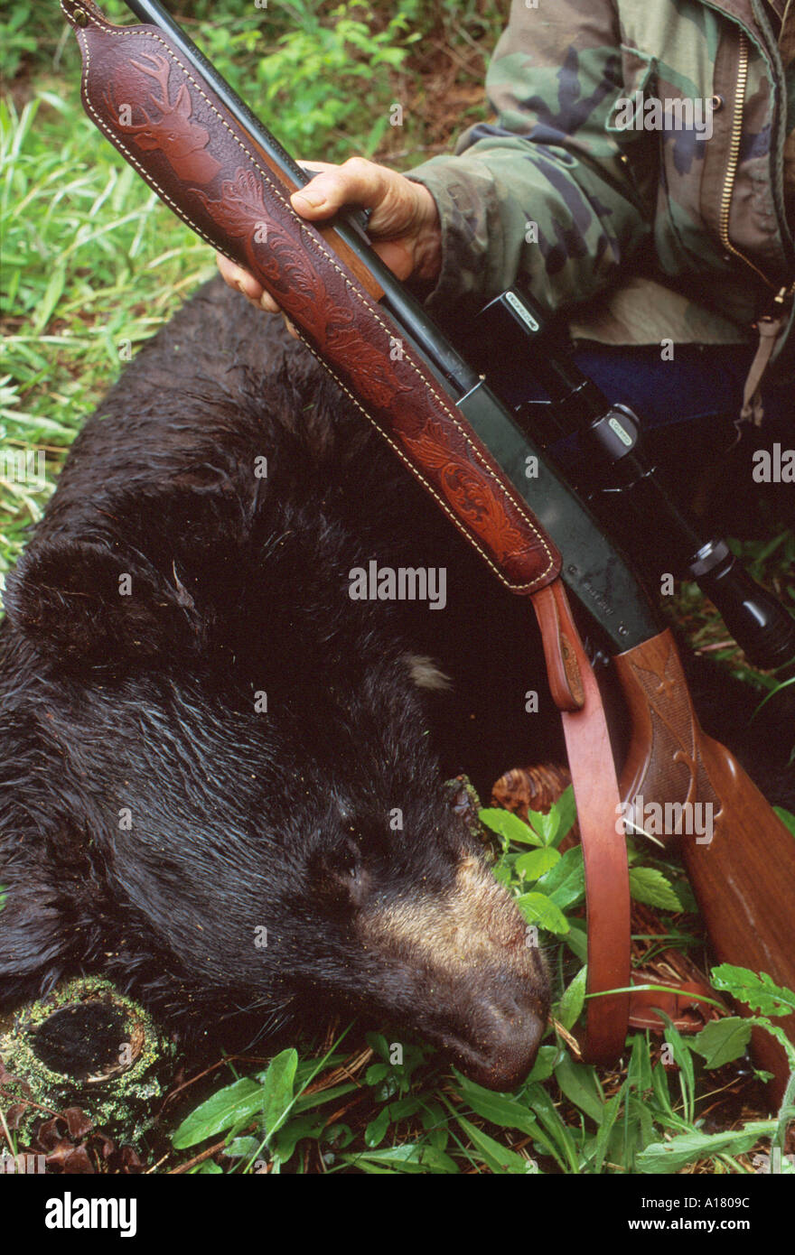 bear hunting canada Stock Photo Alamy