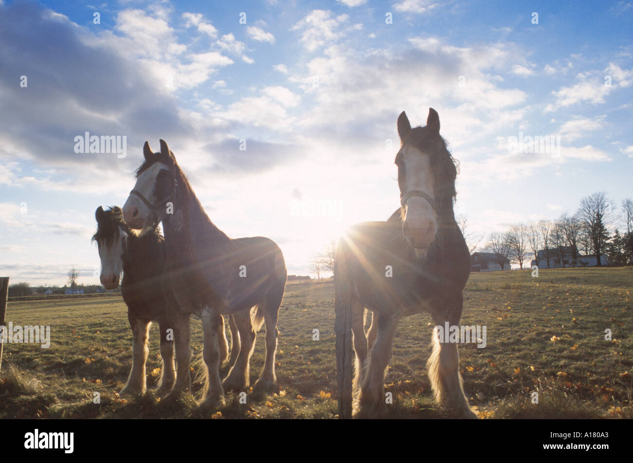 horses in sunset Stock Photo